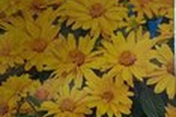 Afbeelding van Heliopsis Scabra – 3 bollen | Gele Zonnebloemachtige | Vaste