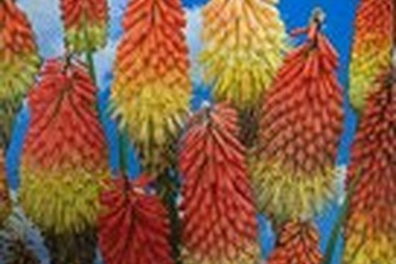 Afbeelding van Kniphofia Uvaria – 2 Wortelstokken | Vuurpijl | Rood-Geel Bl