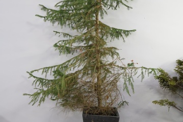 Afbeelding van Grote Himalayaceder in Zwarte Pot'