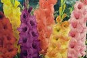 Afbeelding van Gladiolen Grootbloemig Mix – 50 Bollen | Spectaculaire Zomer