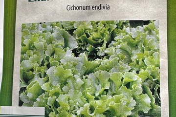 Afbeelding van 3 zakjes zaadjes voor andijvie tht 31-12-2025