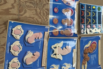 Afbeelding van Educatieve Posters - Bevalproces