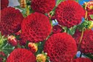 Afbeelding van Dahlia Nescio pompondahlia