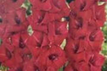 Afbeelding van Gladiolen Grootbloemig Rood – 30 Bollen | Krachtige Zomerblo