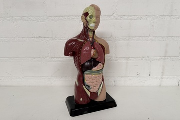 Afbeelding van Anatomisch Model