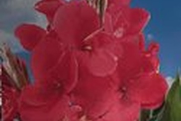 Afbeelding van Canna Indica Pink – 1 bol| Tropische Bloei | Roze Bloemen