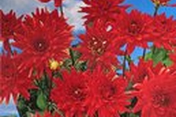 Afbeelding van Dahlia ‘Red Pigmy’ – 1 Knol | Rode Semi-Cactus Dahlia | Zome