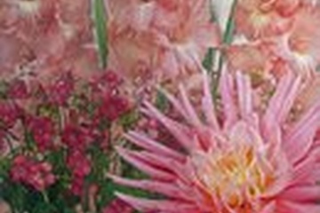 Afbeelding van Bloembollenmix Roze – 21 Bollen | Dahlia, Gladiolus & Oxalis