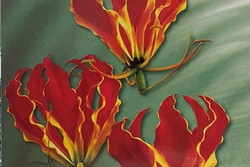 Afbeelding van Gloriosa Rothschildiana – Klimlelie – 2 Knol Luxe Bloei