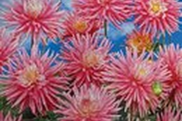 Afbeelding van Dahlia Park Princess