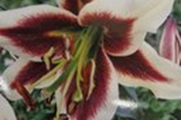 Afbeelding van Lelie bollen 2 stuks "Beverly Dreams"