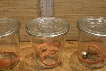 Afbeelding van 3x WECK inmaakglazen – 1/4 liter – Rondrand 80