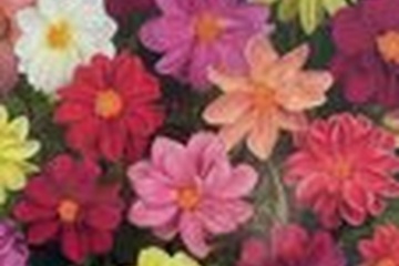 Afbeelding van Dahlia Unwin Mixture Bollen 5