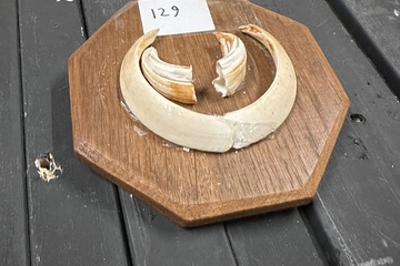 Afbeelding van 129. Zwijnentanden