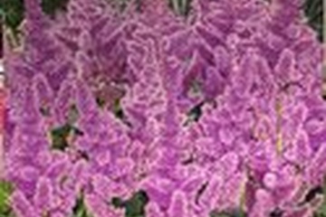 Afbeelding van Astilbe arendsi - Amethyst - zachte lila-paarse kleur