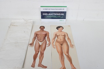 Afbeelding van Anatomische platen man en vrouw J.F. Schreiber