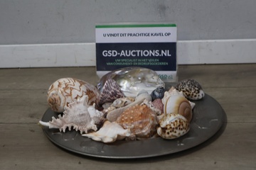 Afbeelding van Mix van schelpen