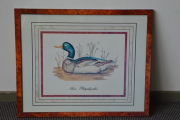 Afbeelding van Ingekleurde prent: Anas Platyrhynchus (Wilde Eend).''