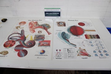 Afbeelding van Anatomische Kaarten - The Human Ear & Human Eye