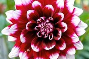 Afbeelding van Dahlia - Duet - per stuk