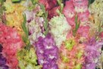 Afbeelding van Gladiolen Ruffled Mix – 20 Bollen | Grootbloemige Gladiolen