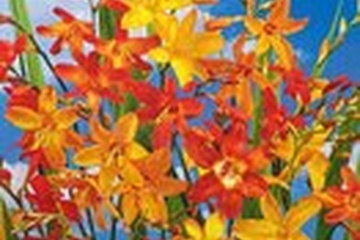 Afbeelding van Crocosmia Mix – 5 Knollen | Montbretia Mix | Geel-Oranje-Roo