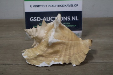 Afbeelding van Decoratieve schelp''