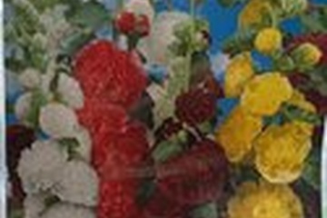 Afbeelding van Alcea Rosea Mix – 3 Wortels | Stokroos Mix | Hoge Bloemen |