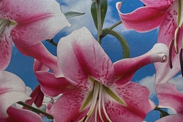 Afbeelding van Lilium Anastasia O.T. Hybrid – 2 Bollen – Grote Bloemen