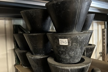 Afbeelding van 246. Gelbrander 12 stuks