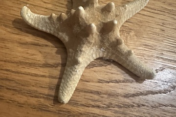 Afbeelding van natuurlijke gedroogde zeester.    Deze zeester heeft een moo