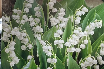 Afbeelding van Convallaria Majalis – Lelietje-van-dalen – 5 Wortelstokken