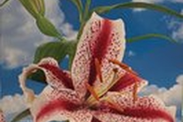 Afbeelding van Lilium Mix ‘2 Colours’ – 3 Bollen | Lelie Mix Wit-Rood | Zom