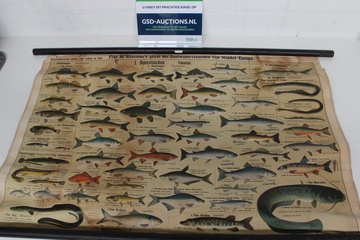 Afbeelding van Vintage Schoolkaart - Plaat der Zoetwatervissen