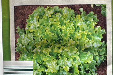 Afbeelding van 2 zakjes zaadjes voor groene eikenblad tht 31-12-2025