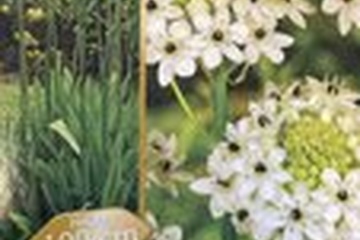 Afbeelding van 3x Ornithogalum saundersiae Bollen | Ster van Bethlehem | Un