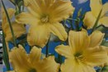 Afbeelding van Hemerocallis crème wit bloembol (Daglelie) – sterke en langb