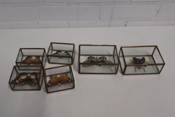 Afbeelding van Set van 5 Opgezette Vlinders & 1 Grote Kever