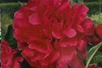 Afbeelding van Pioenroos Red Magic - Paeonia