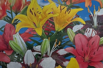 Afbeelding van Lilium Oriental Mix – 5 Bloembollen – Kleurrijke Lelies