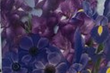 Afbeelding van Bloembollen Mix ‘Ton in Ton Paars/Blauw’ – 40 Stuks | Anemoo