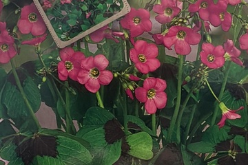 Afbeelding van Oxalis Deppei – 15 Bollen – Geluksklaver Roze