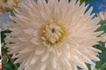 Afbeelding van Dahlia ‘My Love’ – 1 Knol | Witte Cactus Dahlia | Zomerbloei