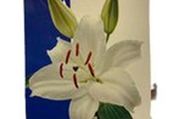 Afbeelding van Lelie Oriental White | 3 stuks | Snijbloem | Geurend | verwi