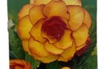 Afbeelding van 3x Begonia 'Picotee' - Begonia- Begonia Geel Rood - Langedij