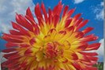 Afbeelding van Dahlia Cactus Vuurvogel bloembol – opvallende rood-gele zome