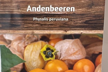 Afbeelding van 3 zakjes zaadjes voor Physalis andenbeeren tht 31-12-2025