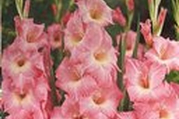 Afbeelding van Pink lightning Gladiolen 20 bollen