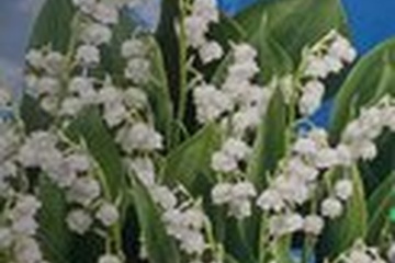 Afbeelding van Lelietje-van-dalen – Convallaria Majalis – 3 bollen | Geuren