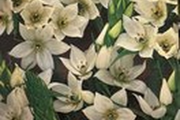 Afbeelding van Ornithogalum Thyrsoides – 10 Bloembollen | Vogelmelk | Witte